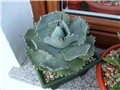 Agave isthmensis